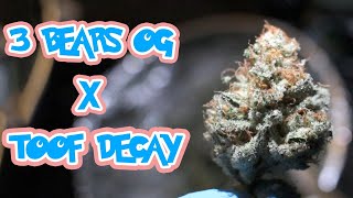 3 Bears OG X Toof Decay SMOKE/GROW REPORT #growyourown #easy #subscribe #growmiegang