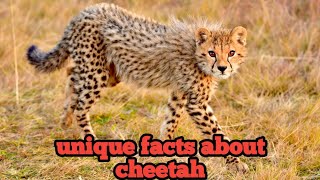 Unique fact about cheetah