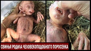 Свинья родила человекоподобное существо