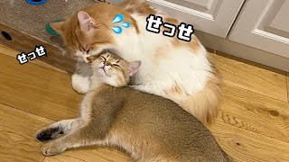 家中ストーカーする甘えん坊猫に振り回される先輩猫たちが神対応すぎた…