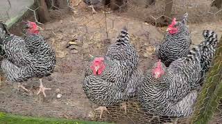 Barred Rock Chickens