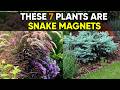 Avoid These 7 Plants If You Don’t Want Snakes in Your Garden