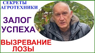 картинка: Вызревание лозы без проблем. Пять факторов успеха.