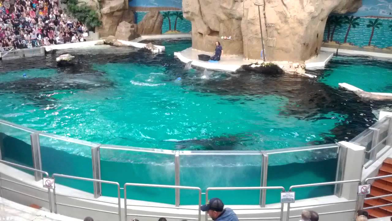 Delphine im Delphinarium des Zoo Duisburg - YouTube