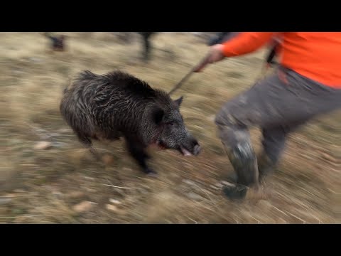 Kendimizi Canavar Domuza Kestiriyorduk.! - Wildboar Attack