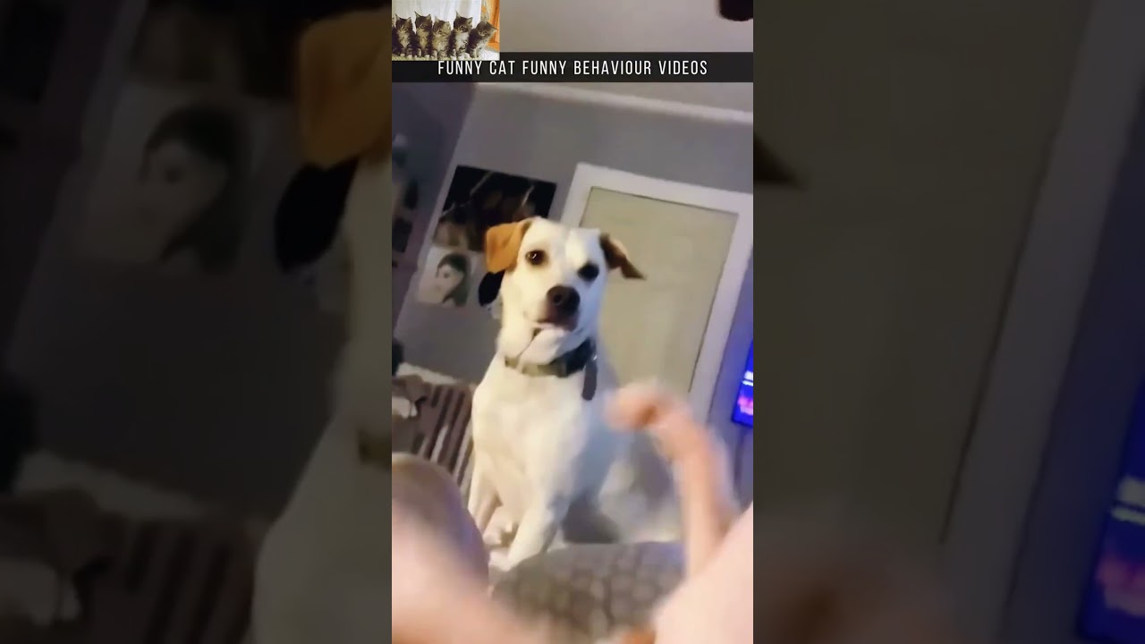 Paw-sitive Vibes! 🥰