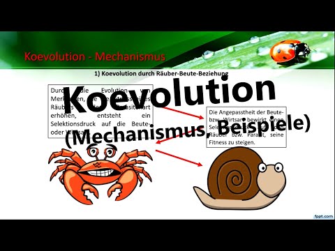 Video: Was ist ein Koevolutionsbeispiel?