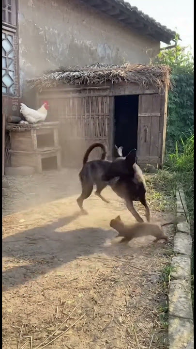 Farm’s Guardian Dog Stops the Wease! #weasel #FarmGuardian #farmlife