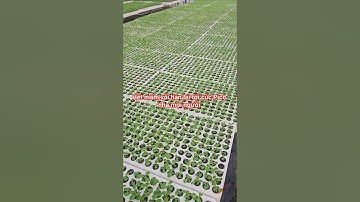 Cây giống cúc pico lh 0974121915 #cucpico #cucpicocaymo #caygiongcucpico