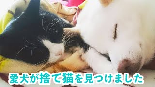この子は私が育てるの…! ワンコがお散歩中、捨て猫ちゃんに出会ったら…♡【PECO】