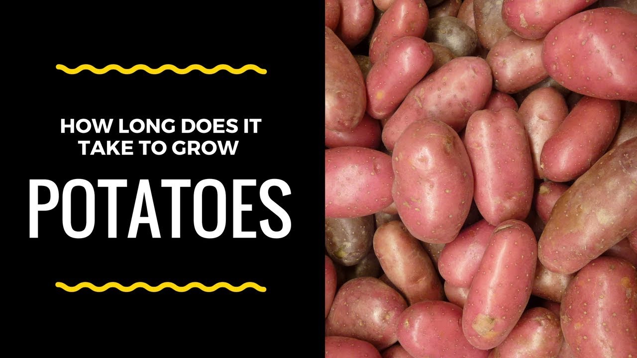 How Long Does It Take To Grow Potatoes? - YouTube