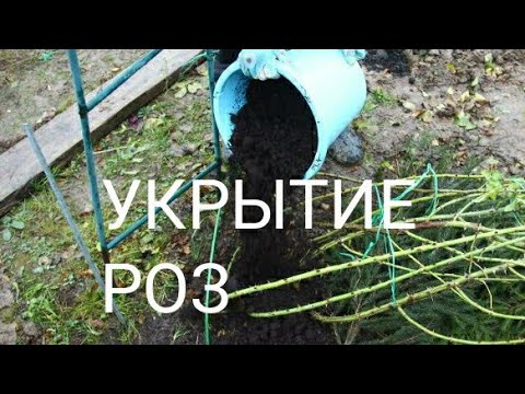 Укрытие роз. Окучивать или нет.Опилки, перегной ,хвойный опад.