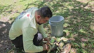 Como Limpiar iguana en El Campo