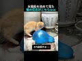 水風船を初めて見た猫の反応がこちらww