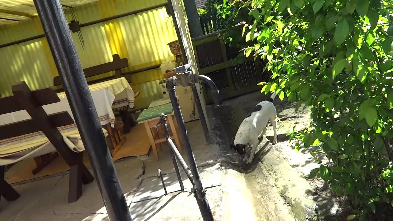 A kutya, amelyik odavan a vízért:) - Crazy dog eats the water