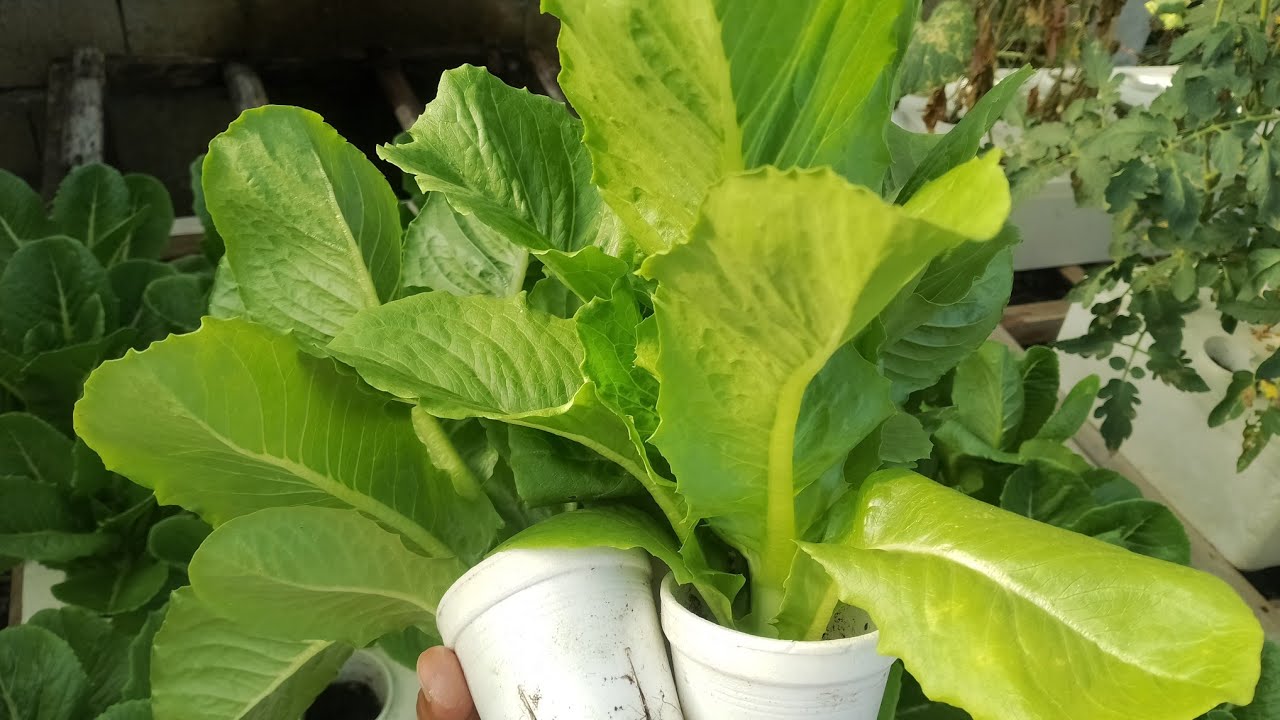 Getting Started with Hydroponics: Your ultimate Step-by-Step Guide