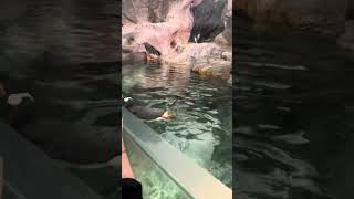 The Penguins at the St Louis Zoo! (4-27-2024)