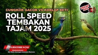 Roll Speed Tembakan Tajam 2025 Cucak Cungkok Super Gacor Vs Kolibri Manggar Betina Necret Rapet