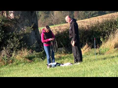 the-dog-man,-professional-1-2-1-dog-trainer-in-staffordshire