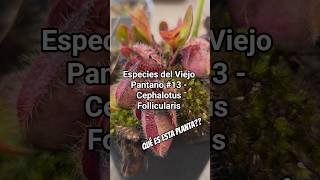 🌱 Especies del Viejo Pantano - nro 13 Cephalotus Follicularis