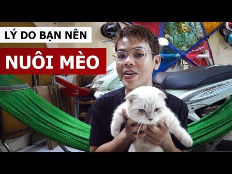 Video: 5 Lý Do Hàng đầu (mới) Bạn Nên Nuôi Mèo