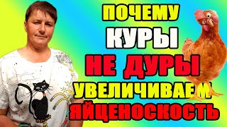 Почему КУРЫ НЕ ДУРЫ. Как летом увеличить яйценоскость кур.