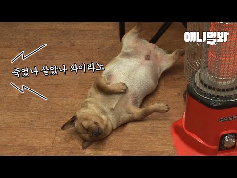 이유가 밝혀졌다ㅣDog Only Ate Veggies But Became <strong>Obese</strong>.. Shocking Plot Twist
