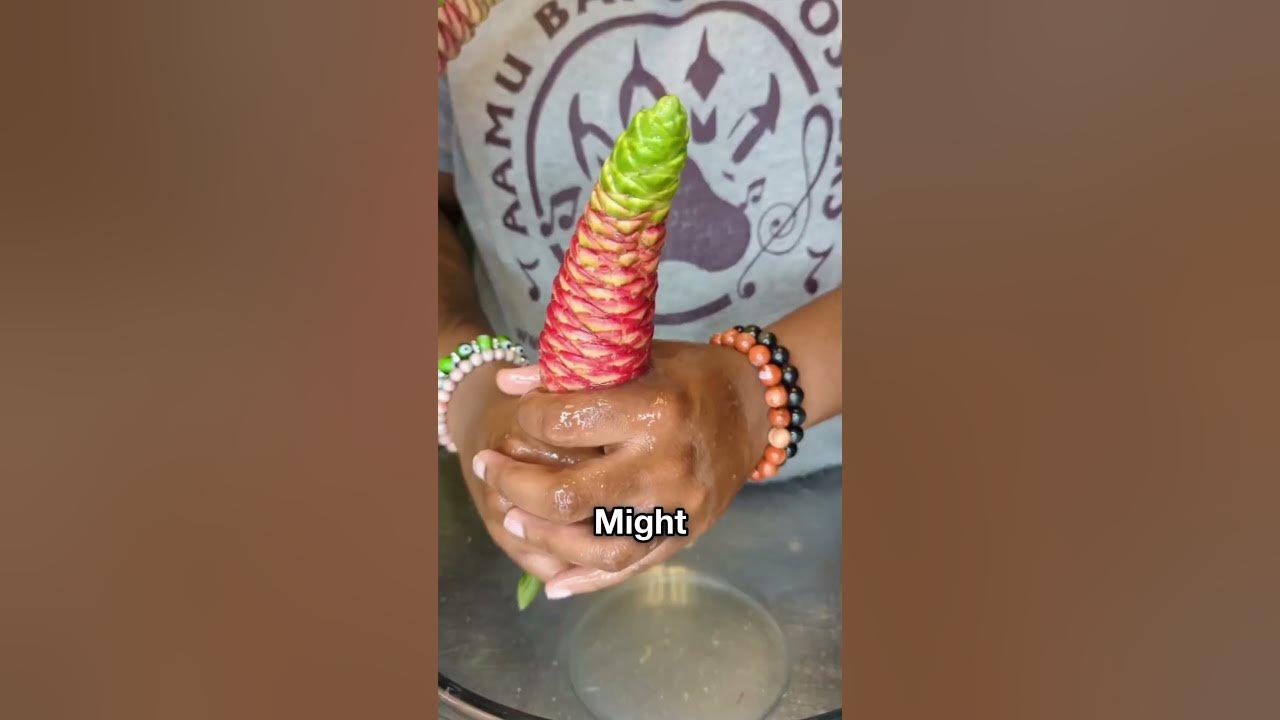 Popular Strange Flower Plant 😳