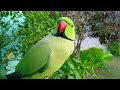 Parrot Calling All The Birds