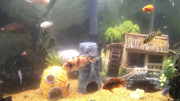 fish tank African Cichlids