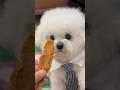 Cute puppy ❤️ #かわいい犬 #anjingcomel #สุนัขน่ารัก#cutedogph #chóđángyêu #anjinglucu #cachorrofofo