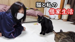 迷宮入りした出来事とクロの顔面にパンチを浴びせるねねこ！