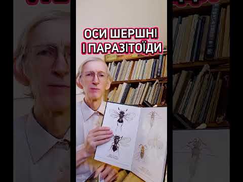 Шершни, осы, паразитоиды, энтомофаги - кто это? Энтомолог рассказывает.
