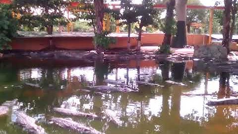 DU LỊCH SUỐI TIÊN - VƯƠNG QUỐC CÁ SẤU