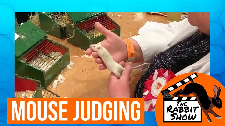 Mouse Judging @ Bradford | England's National Rabb...