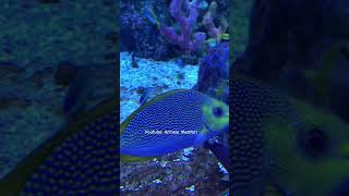 Jelajah Aquarium BXSea Bintaro Part 8 #armelamentari #bxsea #aquarium #aquariumbxsea