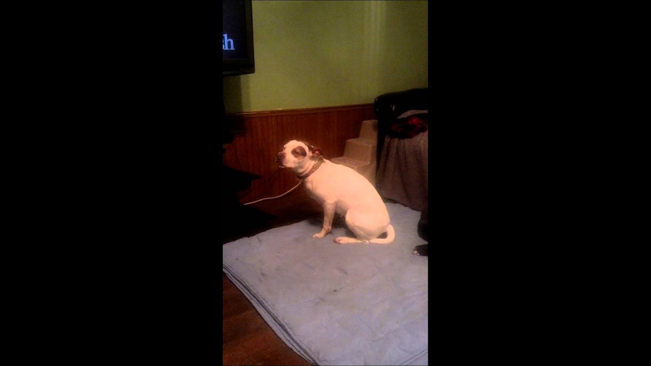 Pit bull dropped up on Vet Meds...lmbo!!