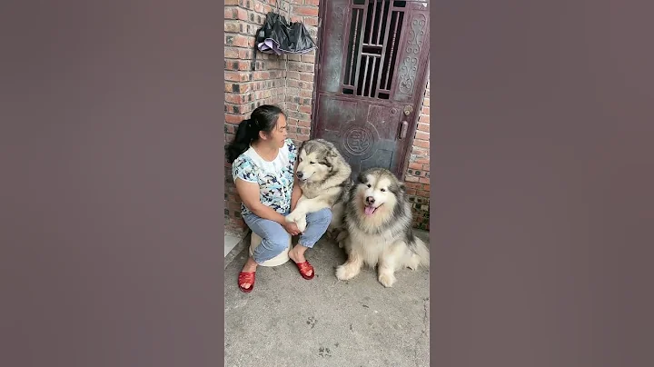 除了不會說話啥都懂😂#Shorts - 天天要聞