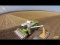 Уборка кукурузы Monsanto