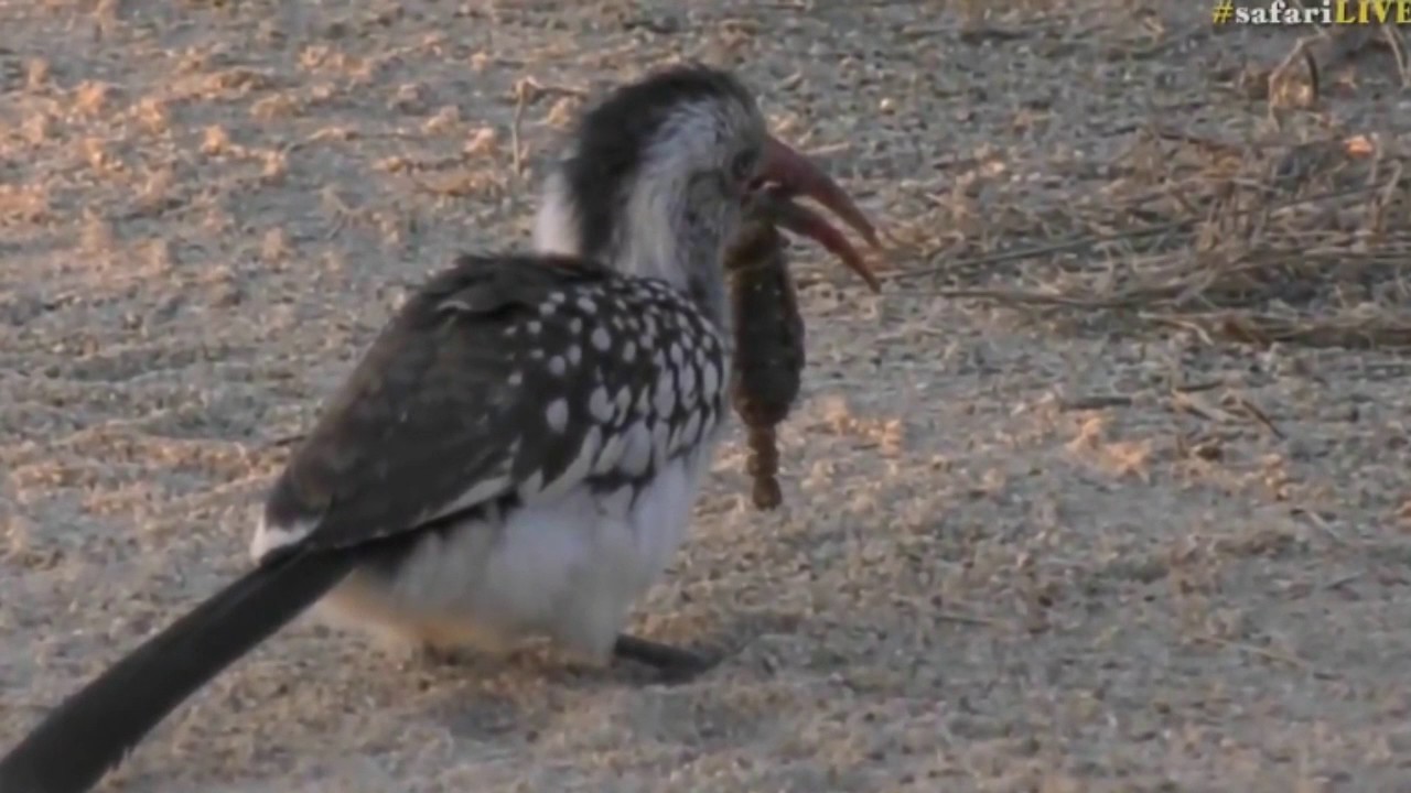 sindile faku July 24, 2017- Sunset - This is so cool! A Red Billed Hornbill with a kill