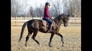 Паулит. Тренировка  -  конкур.  Ахалтекинский жеребчик