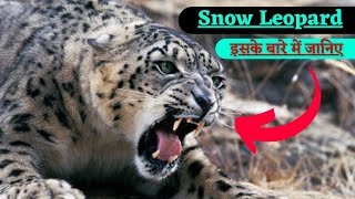 Know about Snow Leopard |  जानिए Snow Leopard के बारे में | हिम तेन्दुआ | #snow #leopard | in Hindi