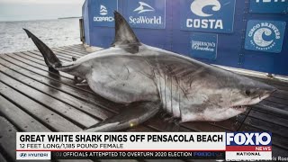 12 foot great white shark pings 25 miles off Pensacola Beach