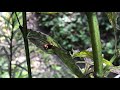 Ladybird beetles photobombed by a Junk Bug