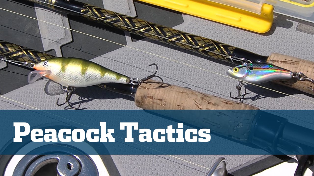 The Best Peacock Bass Lures of 2024