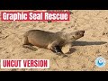 GRAPHIC Seal Rescue -  UNCUT VERSION
