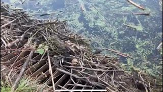 Unclogging Lake/Pond Drain