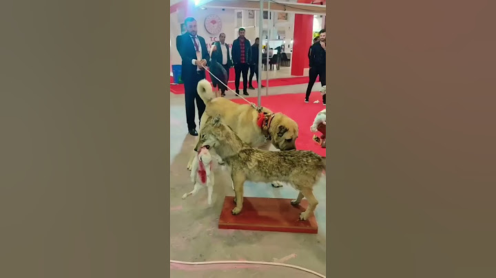 KANGAL KURT NASIL TEPKİ VERİYOR