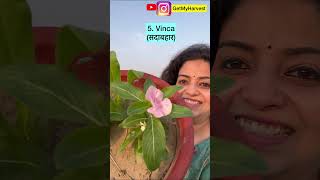 10 Summer Season Flowers | 10 गर्मी के फूल वाले पौधे जो मई से अगस्त तक लगाए जाते हैं Shorts