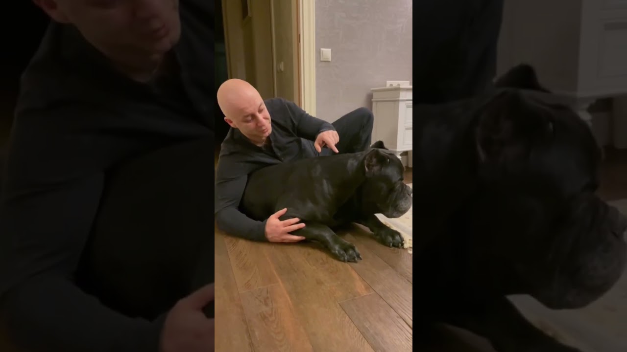 Можно ли подружить кота с собакой?